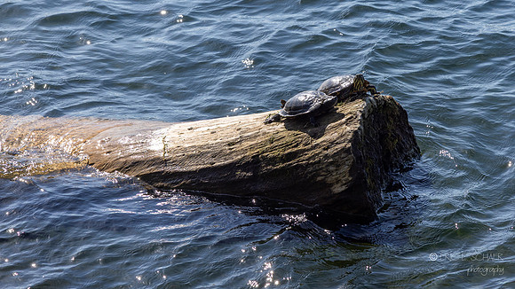 South Eastern Lake Washington