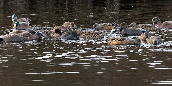 Bufflehead, Coot, Wigeon and other ducks
