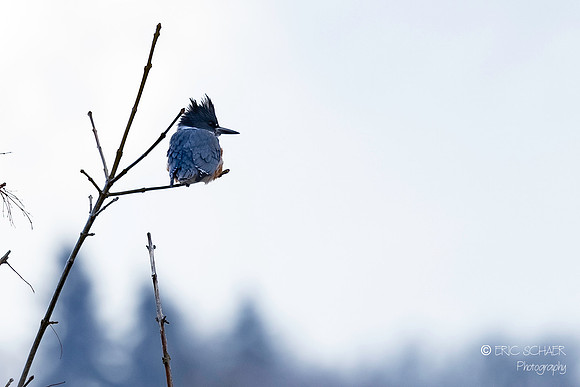 Belted Kingfisher