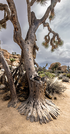 Barker Dam Trail- Joshua Tree Base Detail
