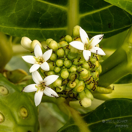 Noni Fruit flower (showing ants detail) on tree- Kilauea Kauai- Real Noni Fruit Farm