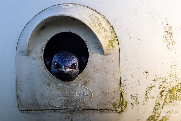 Purple Martin Swallow