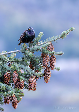 Hood River- European Starling