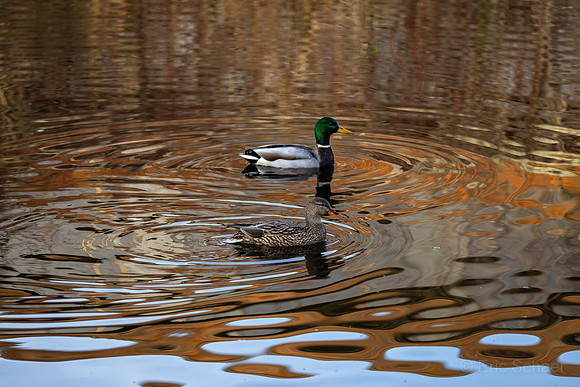 Mallard Duck