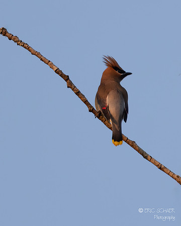 Cedar Waxwing