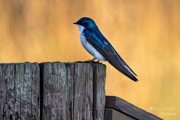 Tree Swallow
