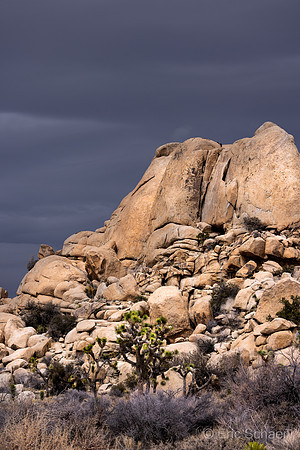 Joshua Tree- Eroded Rocks