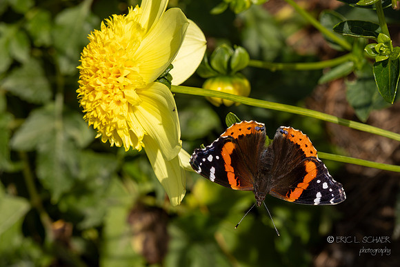 Bellevue Botanical Gardens