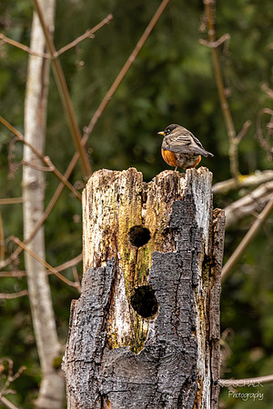 American Robin