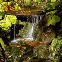 Bellevue Botanical Gardens