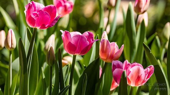 April: Tulip Flower: Chicago Illinois Botanic Garden