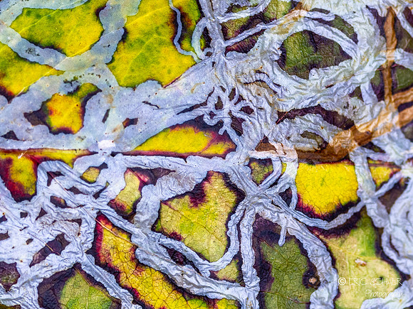Abstract Leaf