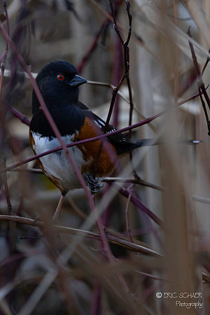 Spotted Towhee
