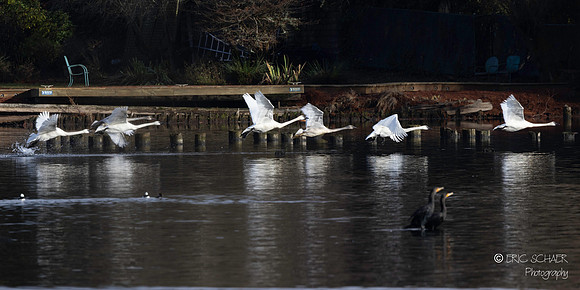 Trumpeter Swans
