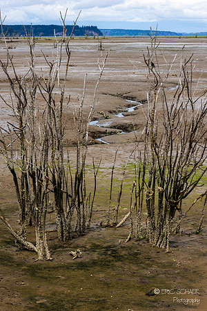 Tidelands