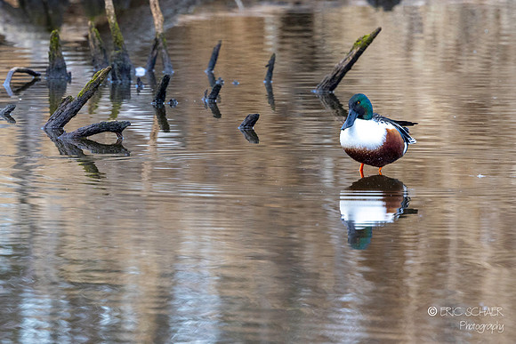 Northern Shoveler Duck