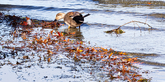 South Eastern Lake Washington