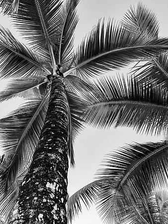 I-Phone: View of Palm Trees Fern Grotto Inn, Kapa'a