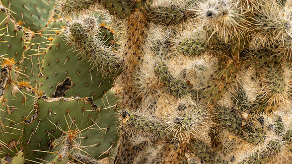 Barker Dam Trail- Beavertail Prickly Pear (left) and Teddy-bear cholla cactus (right)
