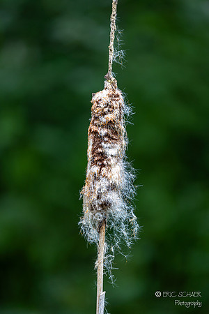 Cattail