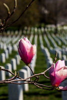 Arlington Cemetery-Arlington VA