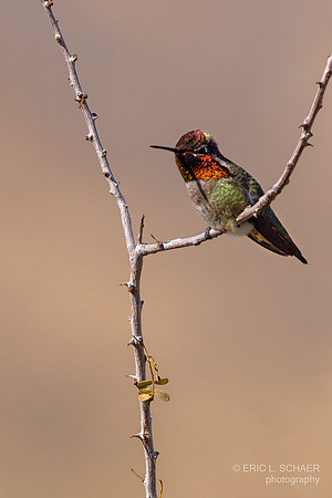 January: Anna's Hummingbird: Big Morongo Canyon- Morongo Valley Calif.