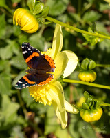 Bellevue Botanical Gardens