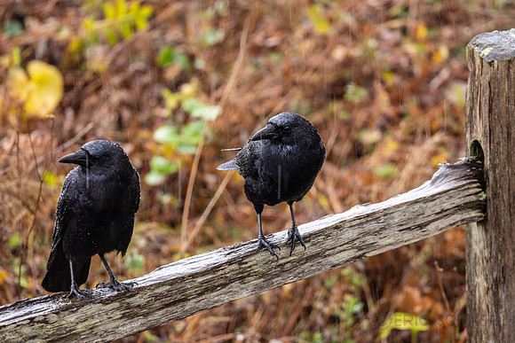 Crow Pair