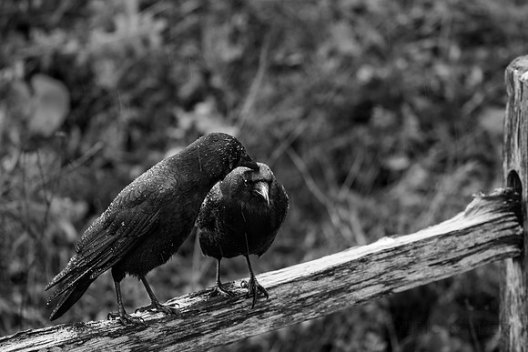 Crow Pair