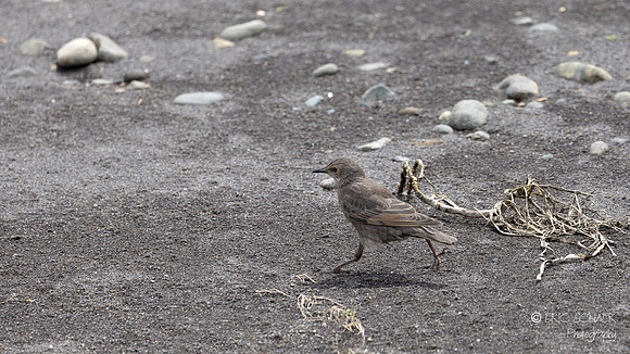 Female European Starling