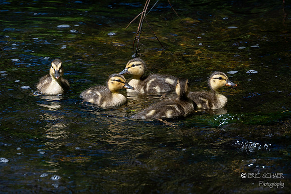 Baby ducklings... no parents in sight