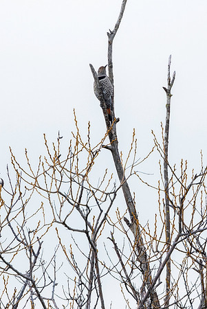 Northern Flicker