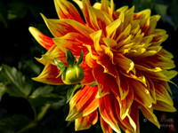 Bellevue Botanical Gardens