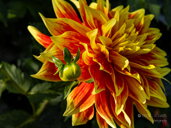 Bellevue Botanical Gardens