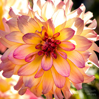 Bellevue Botanical Gardens