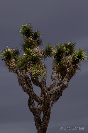 Joshua Tree