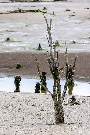 Tidelands