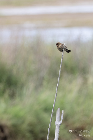 Female Red-winged Blackbird