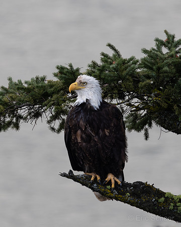 Bald Eagle- Hood River