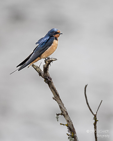 Barn Swallow