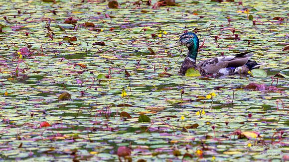 Mallard Duck
