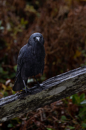 Crow