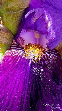 Iris Flower Detail