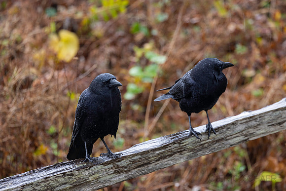 Crow Pair
