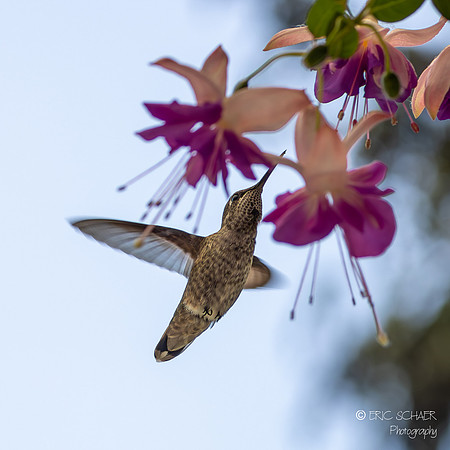 Female Anna's Hummingbird