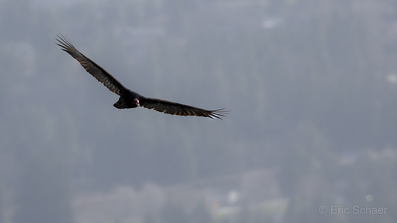 Turkey Vulture- Over Columbia River