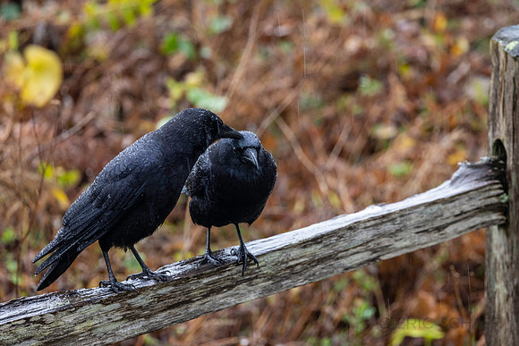 Crow Pair