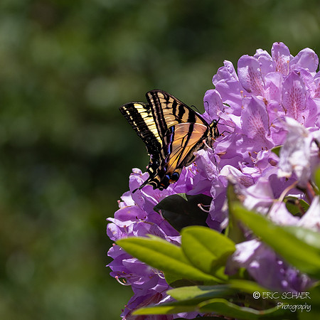 Eastern Tiger Swallowtail Butterfly