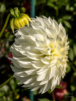 Bellevue Botanical Gardens
