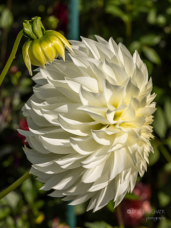 Bellevue Botanical Gardens